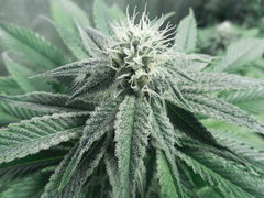 Strawberry banana X Key lime pie - Purple city genetics