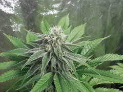 Strawberry banana X Key lime pie - Purple city genetics