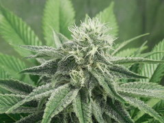 Strawberry banana X Key lime pie - Purple city genetics