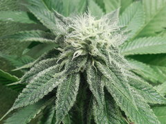 Strawberry banana X Key lime pie - Purple city genetics