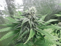 Strawberry banana X Key lime pie - Purple city genetics