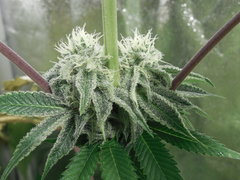 Strawberry banana X Key lime pie - Purple city genetics