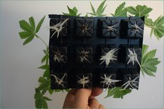 DSC_2110_resultat.JPG