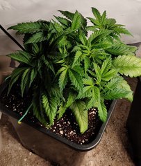 HG2_151119.jpg