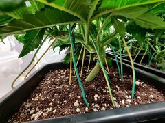 IMG_20191120_204625.jpg