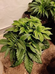 IMG_20191120_204736.jpg