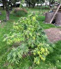 IMG_5328.jpg