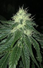 02 UK x PH69xBlueDream