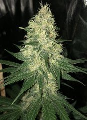 03 PH69 x blue dream #1