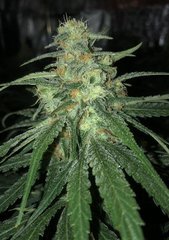 04 PH69 x blue dream #2