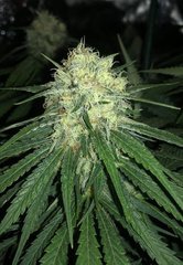 05 PH69 x blue dream #3