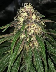 06 PH69 x blue dream #4