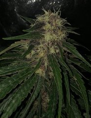 07 PH69 x blue dream #4