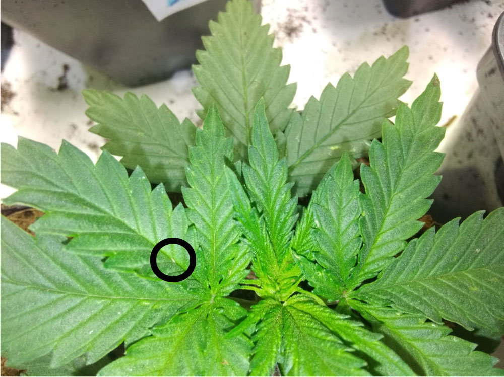 thrips.jpg.ef7206f959e41aad3c42236c36f0fc7d.jpg
