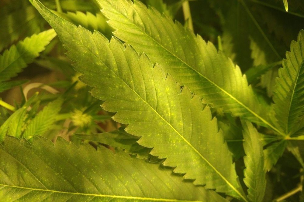 feuilles du haut.jpg