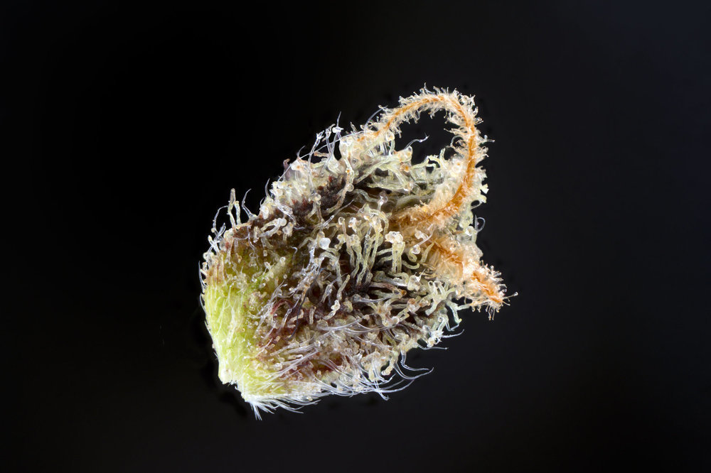 24k-CALYX_WEBSIZE.thumb.jpg.65e67304f4665882dc5a732fa2919b27.jpg