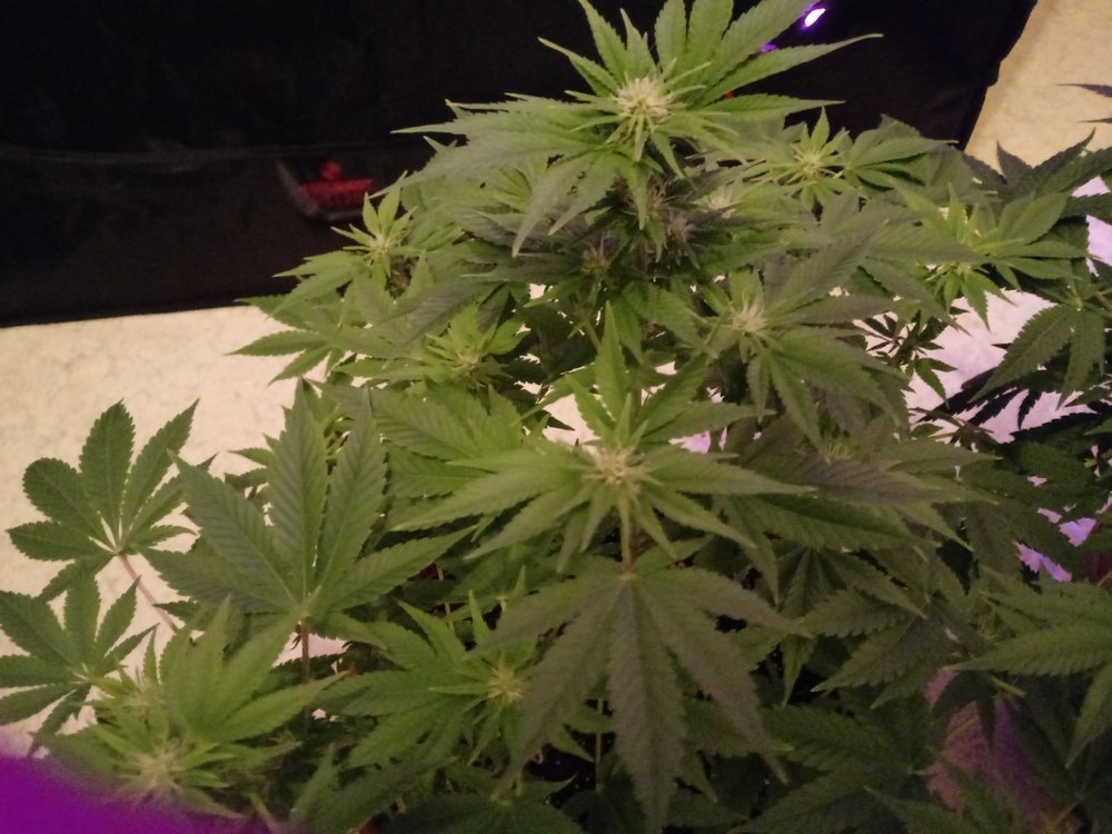 20191202_173327[1].jpg