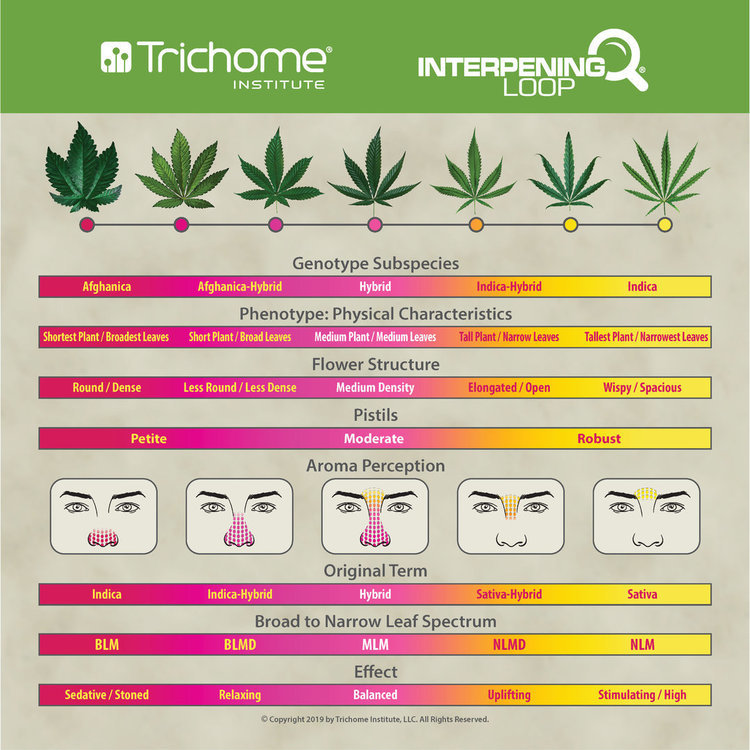 Copy-of-142235-TRICHOME-LOOP_RSVN_UPDATE-4-2018_fini_Page_1.thumb.jpg.7e45e6b23ea55a80b6626fe700353d17.jpg