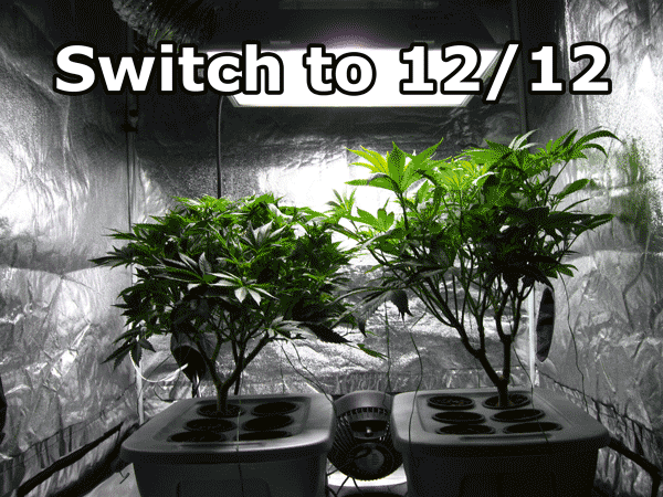 cannabis-flowering-stretch-animation.gif.20b0c15f48d46624669b45e790f960f0.gif