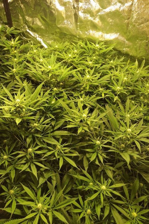 cbd.thumb.jpg.75790668dc1a9032c1920eabcc707591.jpg