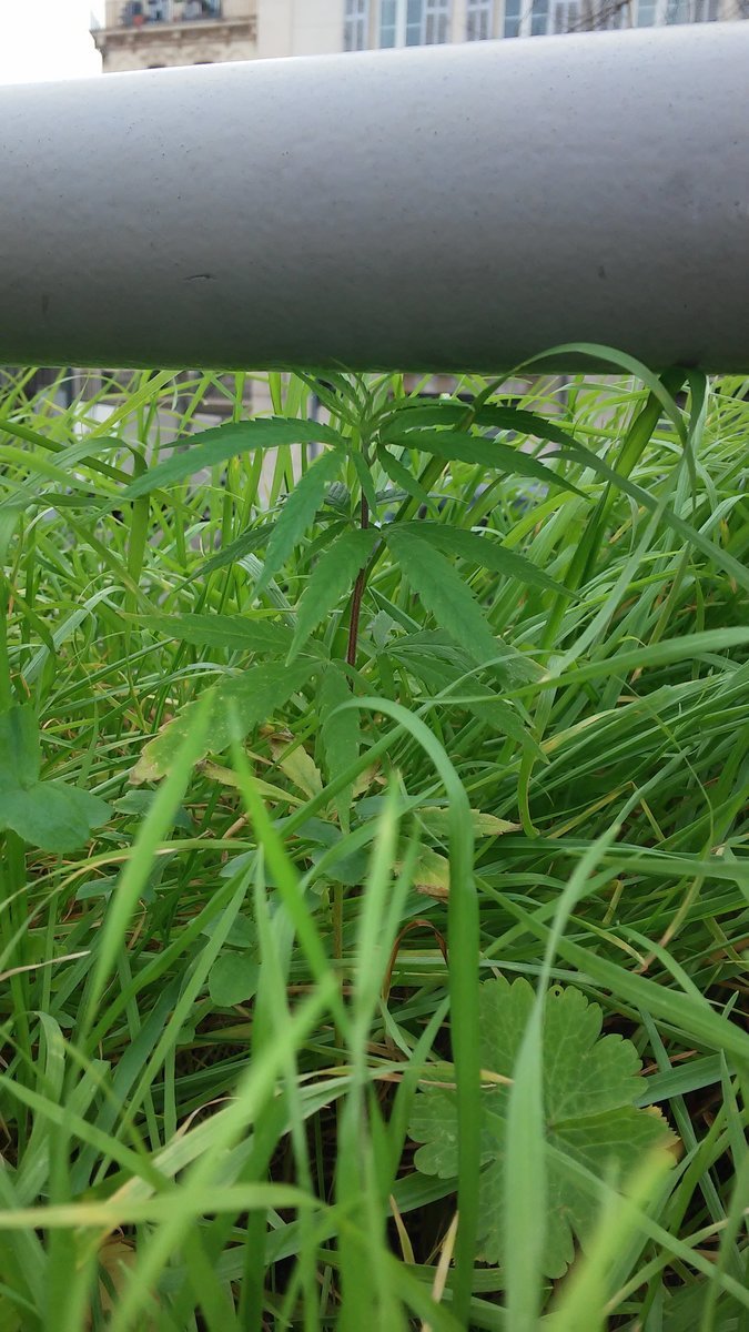 Guerilla Urbaine