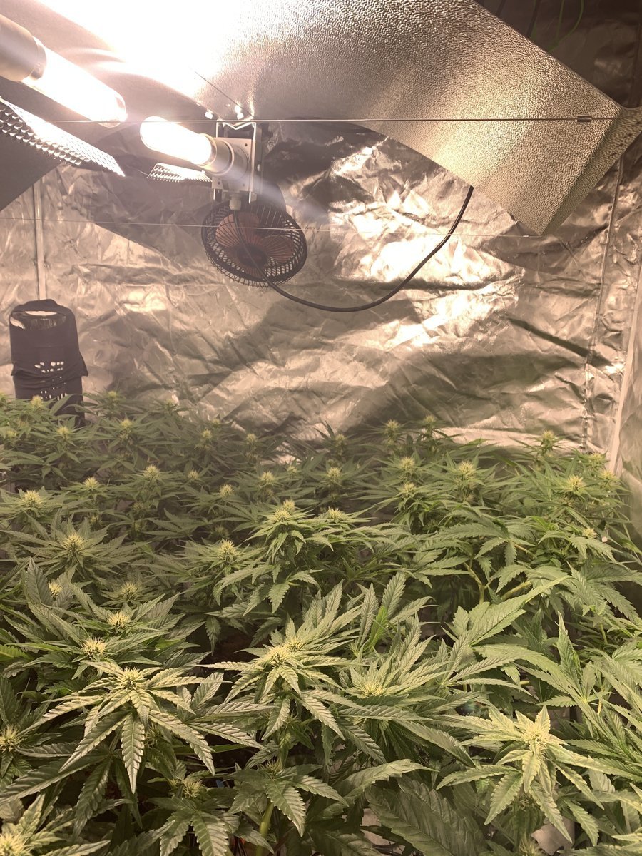 Run CMH 2x315W + Coco + Superstrains et Paradise Seeds