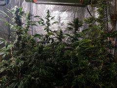 F4 SD - V2_2019 - 20191209 - Flo+50.jpg