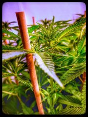 King Mamba.jpeg