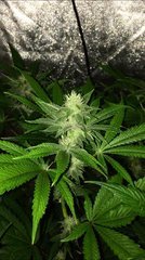 OG Kush Zkittlez (HSO) F17.png