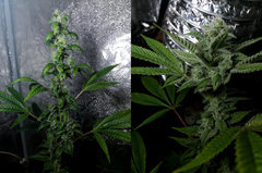 F4 SD#3, SD#5 - V2_2019 - Flo+50.jpg