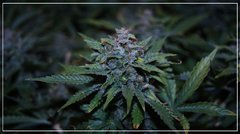 FLO+75 tangie ghost train.jpg