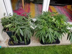 20180601_095402.jpg