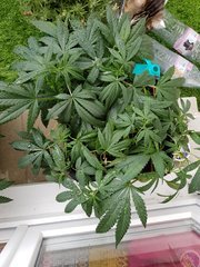 20180601_140224.jpg
