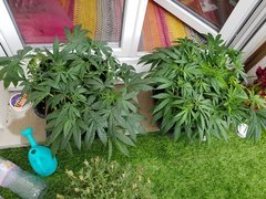 20180601_140645.jpg