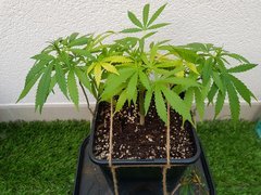 20180711_214105.jpg