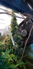 20190605_160026.jpg