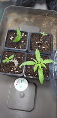 20190623_181609.jpg