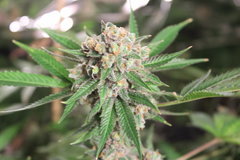 Sweet zkittlez #2 +87 de 12/12