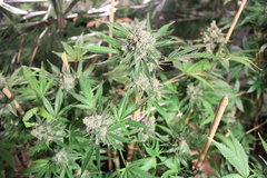 Sweet zkittlez #2 +87 (12/12)