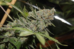 Sweet zkittlez. +87 de 12/12