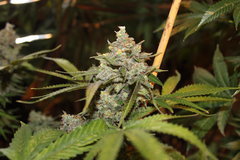 Sweet zkittlez +87 de 12/12