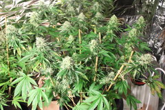 Sweet zkittlez +87 (12/12)