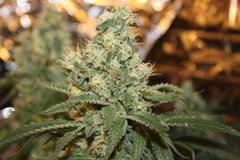 Sweet zkittlez #3 +87 de 12/12