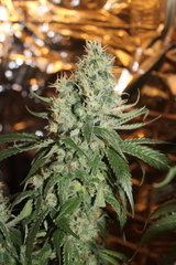 Sweet zkittlez #3 +87 (12/12