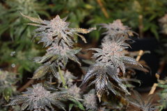 Royales cookies +87 de 12/12