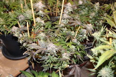 Royales cookies #2 +87 de 12/12