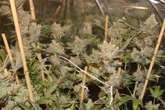 Critical+ +87 de 12/12
