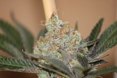 Critical + +90 (12/12)