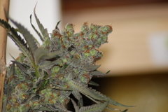 Critical+90 de 12/12