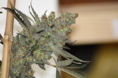 Sweet zkittlez